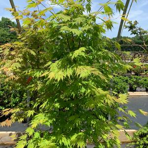 Acer x pseudosieboldianum Arctic Jade