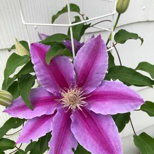 Clematis Kilian Donahue