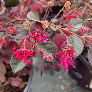 Loropetalum chinensis Crimson Fire™(pp25534) 