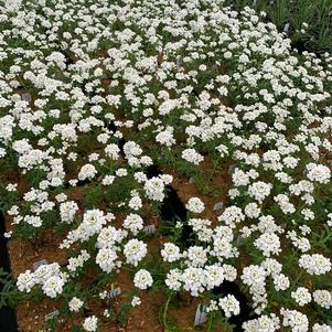 Iberis sempervirens Purity