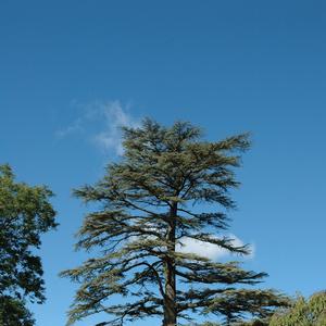 Cedrus libani 