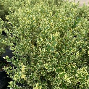 Buxus sempervirens Variegated