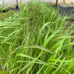 Elymus virginicus 