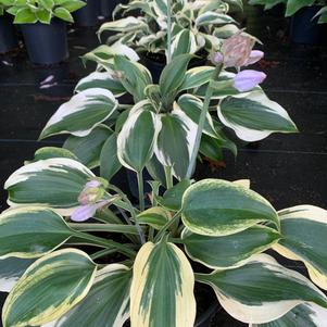 Hosta Blue Ivory