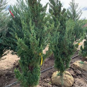 Juniperus chinensis Robusta Green