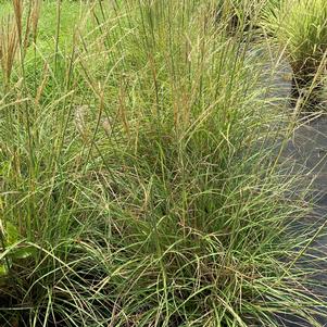 Miscanthus sinensis Adagio