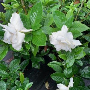 Gardenia jasminoides Summer Snow® (pp22797) 