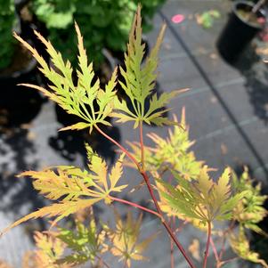 Acer palmatum Shigure Bato