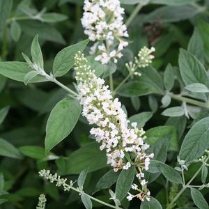 Buddleia Ice Chip