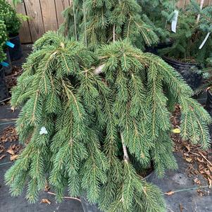 Picea glauca Pendula