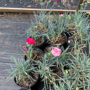 Dianthus x Pinball Wizard