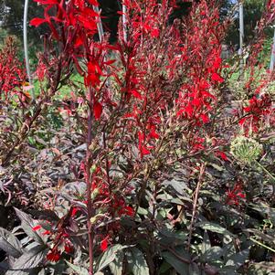 Lobelia cardinalis Black Truffle