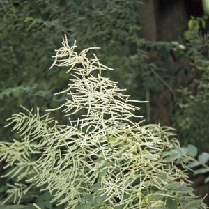 Aruncus dioicus 