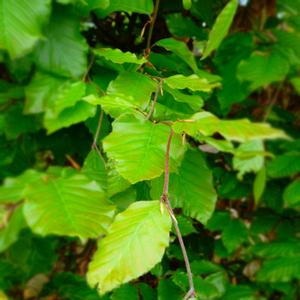 Fagus sylvatica 