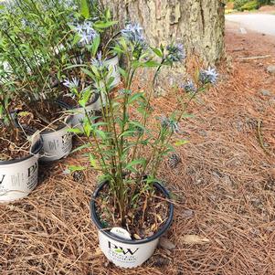 Amsonia tabernaemontana Storm Cloud