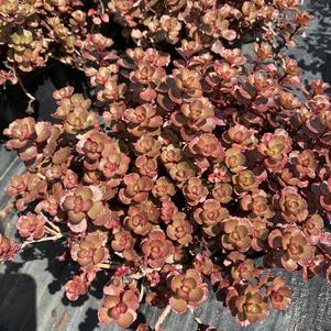 Sedum spurium Fulda Glow