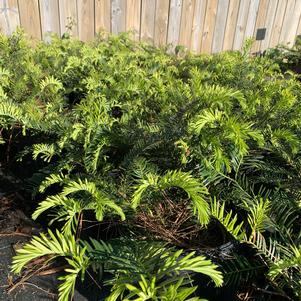 Cephalotaxus harringtonia Fritz Huber