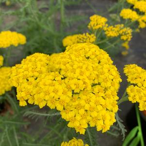 Achillea millefolium Little Moonshine