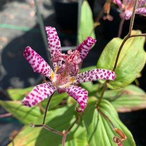 Tricyrtis formosana Samuri