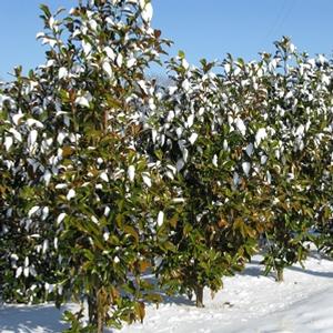 Magnolia grandiflora Bracken's Brown Beauty