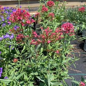 Centranthus ruber 