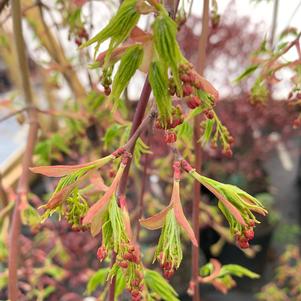 Acer palmatum Ryu Sei