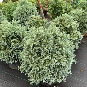 Chamaecyparis pisifera Curley Tops