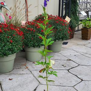 Aconitum fischeri 