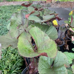 Ligularia Britt-Marie Crawford