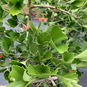 Ginkgo biloba Tubifolia