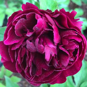 Paeonia lactiflora Peter Brand