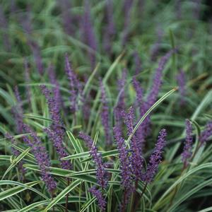 Liriope muscari Variegata