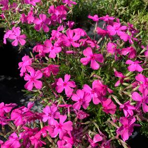 Phlox subulata Drummonds Pink