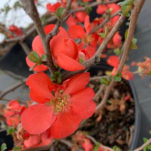 Chaenomeles speciosa Texas scarlet