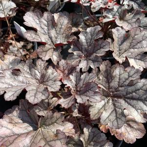 Heuchera Timeless Treasure