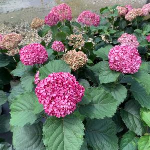 Hydrangea arborescens Invinvibelle Mini Mauvette® (PP30358) 