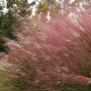 Muhlenbergia capillaris 