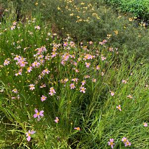 Coreopsis rosea American Dream