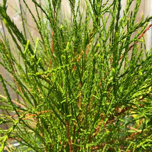 Thuja orientalis Franky Boy