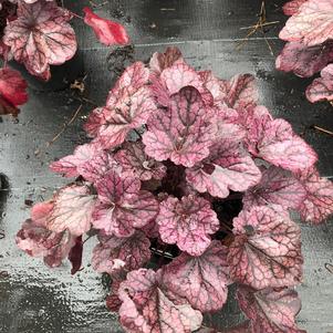 Heuchera Grape Expectations