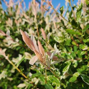 Salix integra Hakura Nishiki