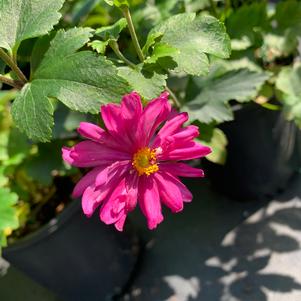 Anemone Huphehensis Prince Heinrich