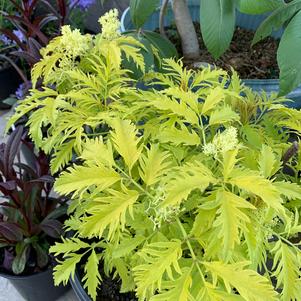 Sambucus racemosa Sutherland Gold