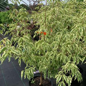 Cornus kousa Samaritan® 