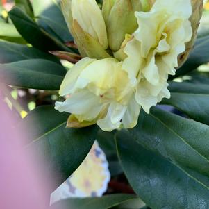 Rhododendron Capistrano