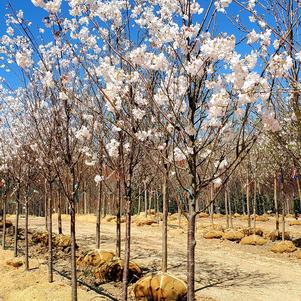 Prunus x yedoensis Akebono