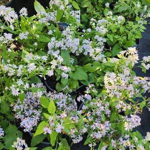 Aster cordifolius 