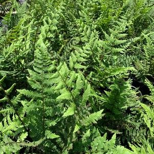 Fern-Athyrium felix-femina 