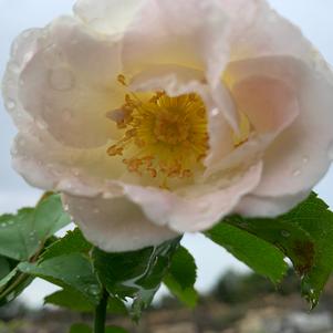 Rosa floribunda Brindabella Touch of Pink™ PP23175 