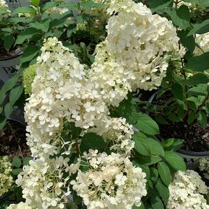 Hydrangea paniculata Bobo® (PP22782) 